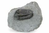 Bug-Eyed Coltraneia Trilobite Fossil - Top Quality Specimen #301716-3